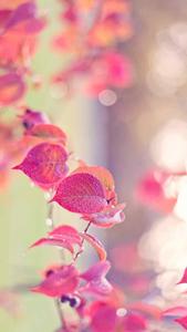 Pink Leaves Pretty Phone pretty phone wallpaper