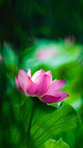 Pink Lotus Flower Mobile flower mobile wallpaper
