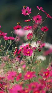 Pink Nature Flower nature flower wallpaper