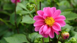 Pink Nature Flower nature flower wallpaper