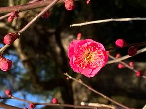 Pink Plum Flower flower wallpaper