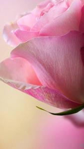 Pink Rose Flower Pretty Phone pretty phone wallpaper