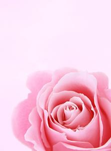 Pink Rose Girly Lock Screen Iphone girly lock screen iphone wallpaper