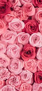 Pink Roses Top View Shot Phone Background phone wallpaper