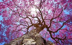 Pink Spring Season Tree spring wallpaper