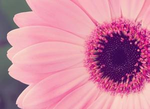 Pink Sunflower Laptop pink laptop wallpaper