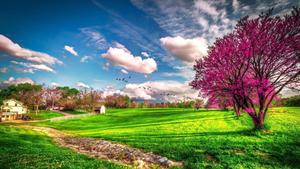 Pink Tree On Farm Landscape Picture landscape wallpaper