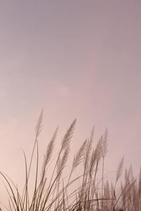 Plants On Girly Lock Scree Iphone girly lock screen iphone wallpaper