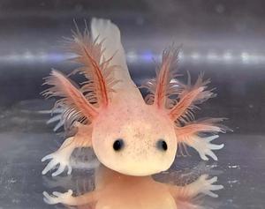 Playful axolotl, ready to explore its new home axolotl wallpaper