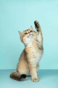 Playful Paws Up - Adorable Kitten Display Picture cute cat pfp wallpaper