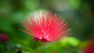 Pointy Red Nature Flower nature flower wallpaper