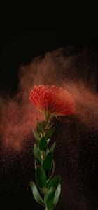 Powdered Pincushion Flower On Samsung Full HD samsung full hd wallpaper
