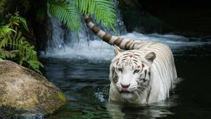 Power and Grace in the Wild tiger wallpaper