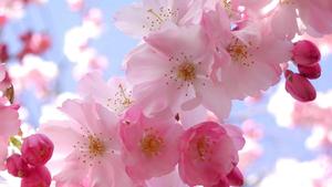Pretty Cherry Blossom cherry blossom wallpaper