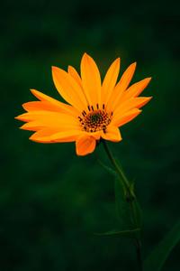 Pretty Orange Flower Picture flower wallpaper