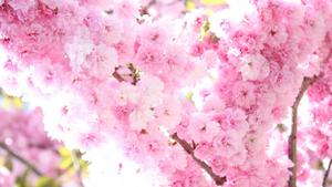 Pretty Pink Spring Blossoms spring wallpaper