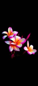 Pretty Plumeria Flower Mobile flower mobile wallpaper