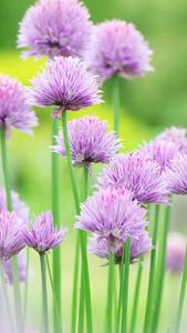 Puffball Nature Flower nature flower wallpaper