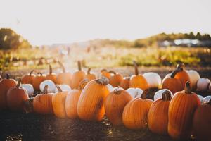 Pumpkins in a Fall Garden fall wallpaper