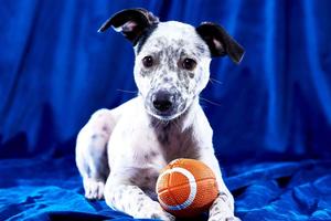 Puppy And Toy Picture puppy wallpaper