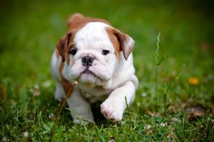Puppy background puppy wallpaper