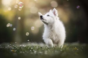 Puppy background Wallpaper
