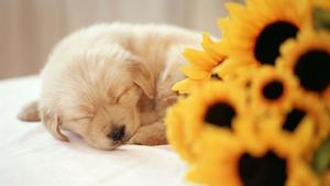 Puppy background puppy wallpaper
