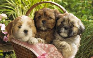 Puppy background puppy wallpaper