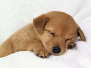 Puppy background puppy wallpaper