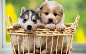 Puppy background puppy wallpaper