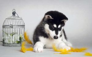 Puppy background puppy wallpaper