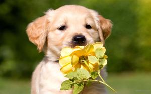 Puppy background puppy wallpaper
