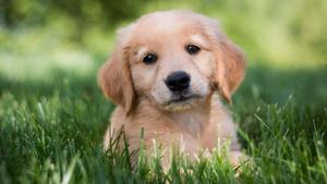 Puppy background puppy wallpaper