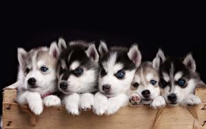 Puppy background puppy wallpaper