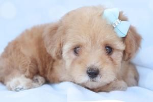 Puppy background puppy wallpaper