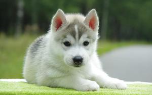 Puppy background puppy wallpaper