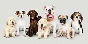 Puppy Group Picture puppy wallpaper