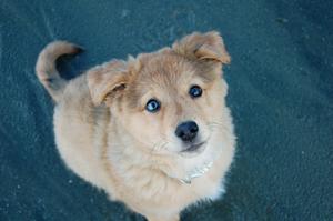 Puppy Look Up Pose puppy wallpaper