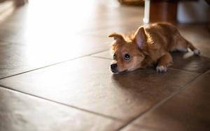 Puppy Lying On Floor puppy wallpaper
