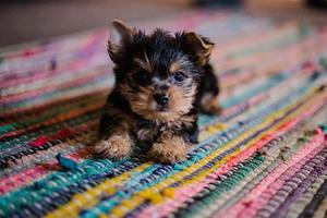 Puppy On Rug Picture puppy wallpaper