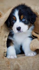 Puppy Under The Picnic Mat puppy wallpaper