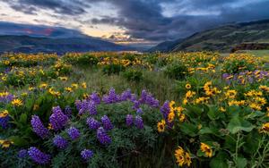 Purple And Yellow Flowers On Grass Landscape Picture landscape wallpaper