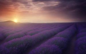 Purple Field Full Desktop Screen Hd full screen hd desktop wallpaper