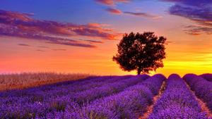 Purple Field In Full Desktop Screen Hd full screen hd desktop wallpaper