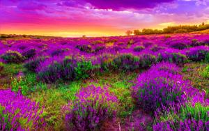 Purple Flower Field And Purple Sky Landscape Picture landscape wallpaper