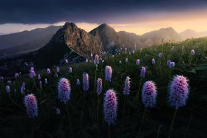 Purple Flower Nature Field Picture nature wallpaper