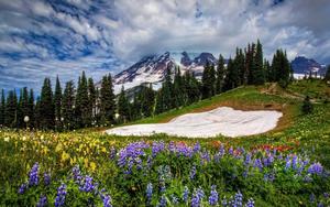 Purple Flowers And Snow Mountain Landscape Picture landscape wallpaper