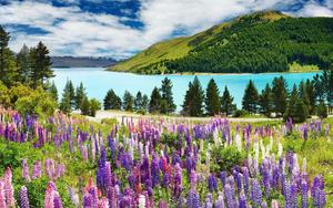 Purple Flowers By Forest Lake Landscape Picture landscape wallpaper