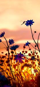 Purple Flowers Field Phone Background Wallpaper