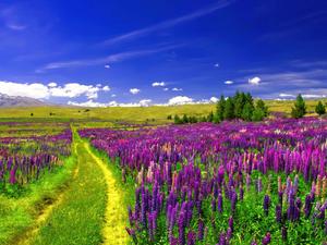 Purple Flowers On Green Field Landscape Picture landscape wallpaper